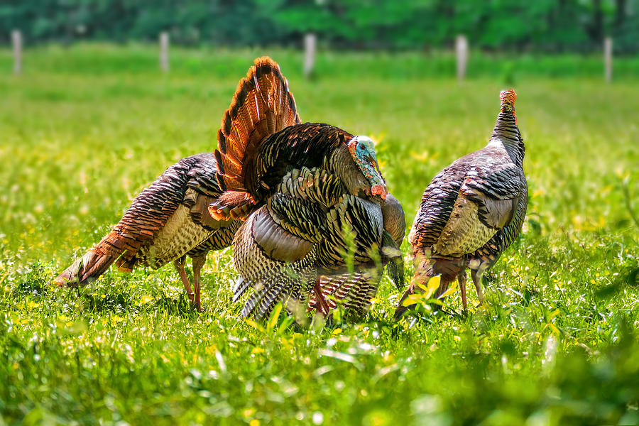 Wild Turkeys #2 Photograph by Mary Almond