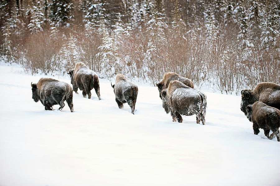 Wild Woodland Bison In Snow #1 Photograph by Ryersonclark