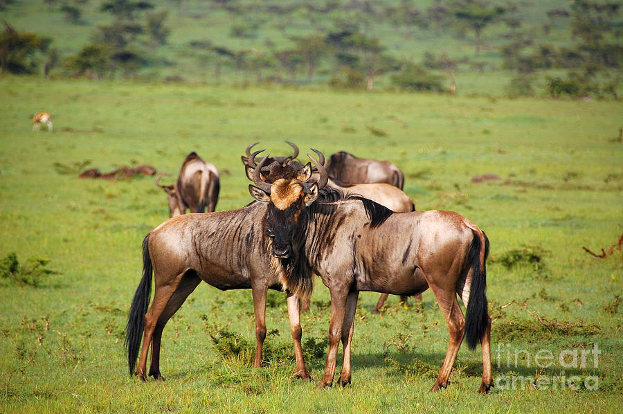 Animal Photograph - Wildebeest #1 by Charuhas Images