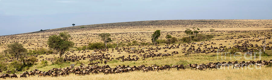 Wildebeest Migration, Masaai Mara, Kenya #1 Photograph by Greg Dimijian