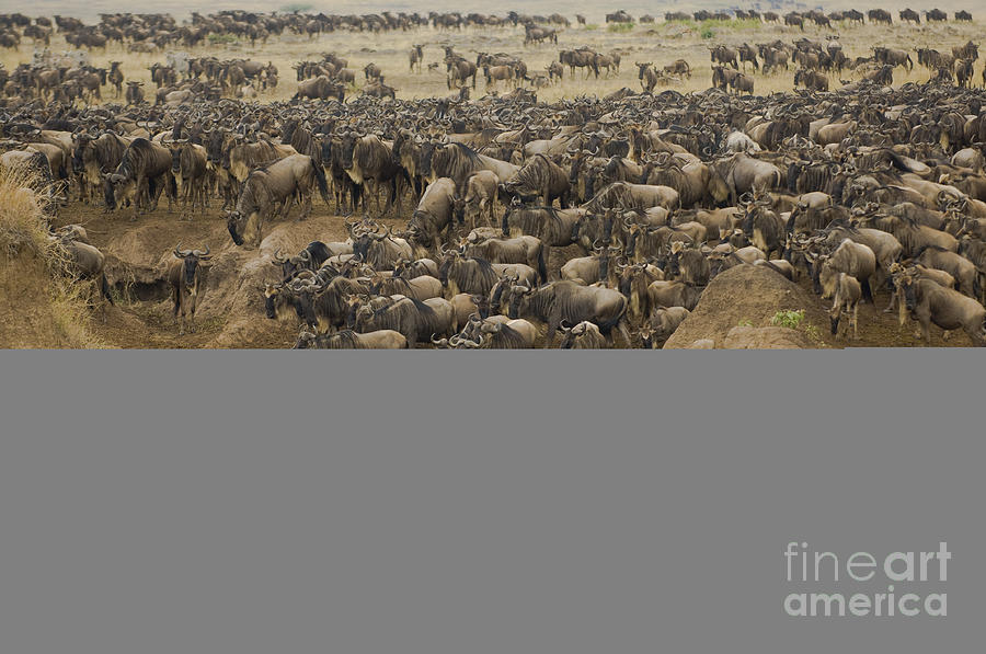 Wildebeests Crossing Mara River, Kenya #1 Photograph by John Shaw