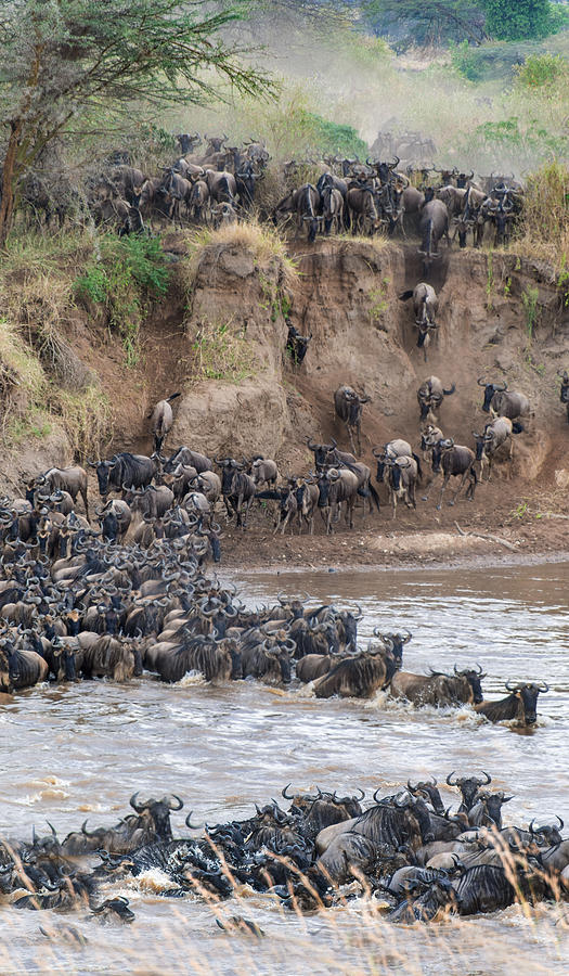 Nature Photograph - Wildebeests Crossing Mara River #1 by Panoramic Images