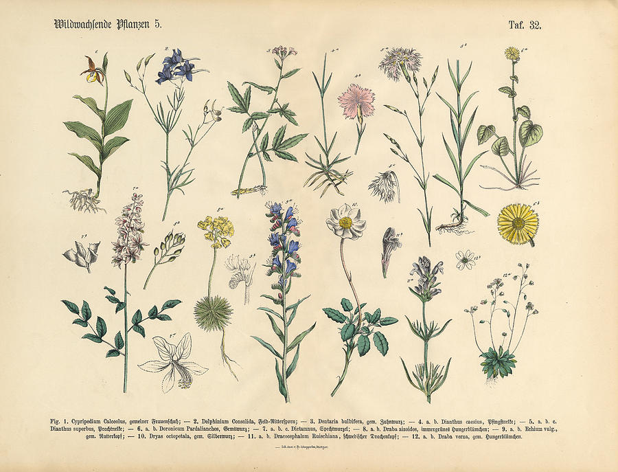 Wildflower and Medicinal Herbal Plants, Victorian Botanical Illustration #1 Drawing by Bauhaus1000