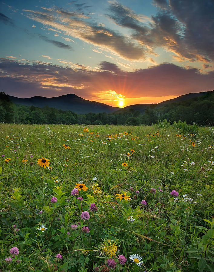 Wildflower Sunset Photograph by Darylann Leonard Photography