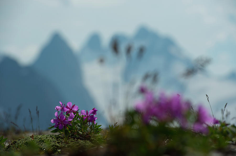 Wildflowers, Glaciers, And Rugged #1 Photograph by Topher Donahue
