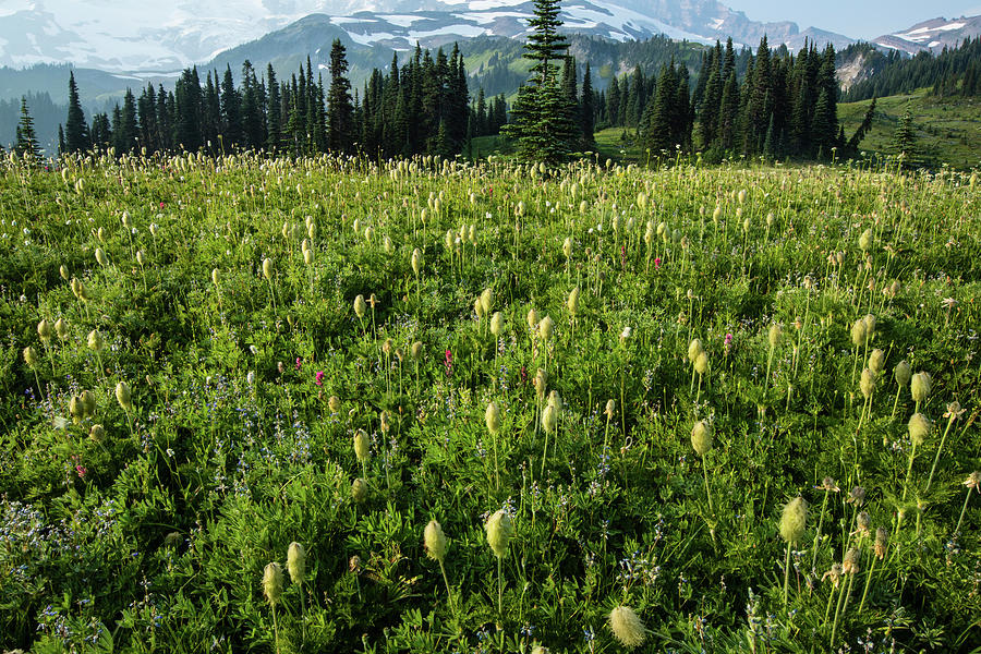 Mount Rainier National Park Photograph - Wildflowers In A Field, Mount Rainier #1 by Panoramic Images
