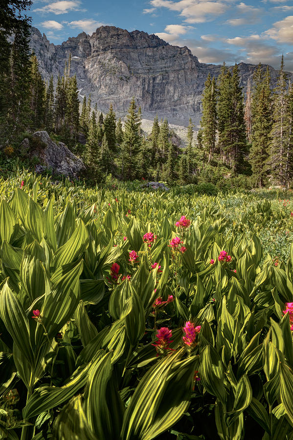 Wildflowers in Albion Basin #1 Photograph by Douglas Pulsipher