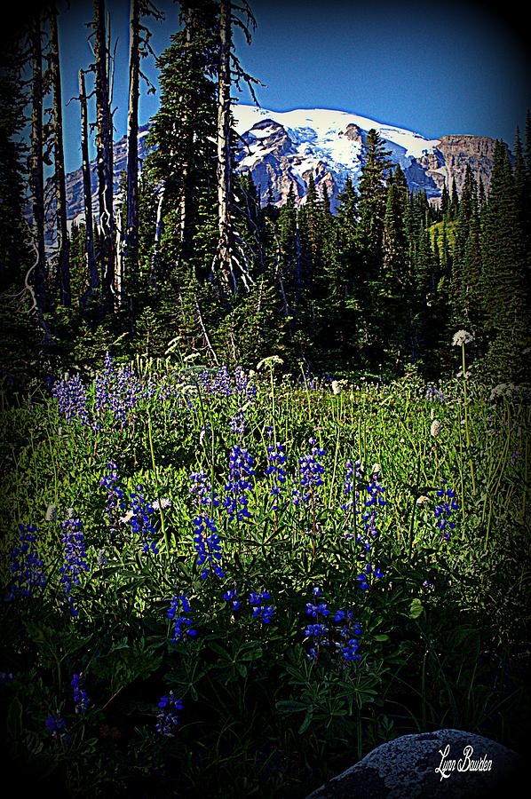 Mount Rainier National Park Photograph - Wildflowers #1 by Lynn Bawden