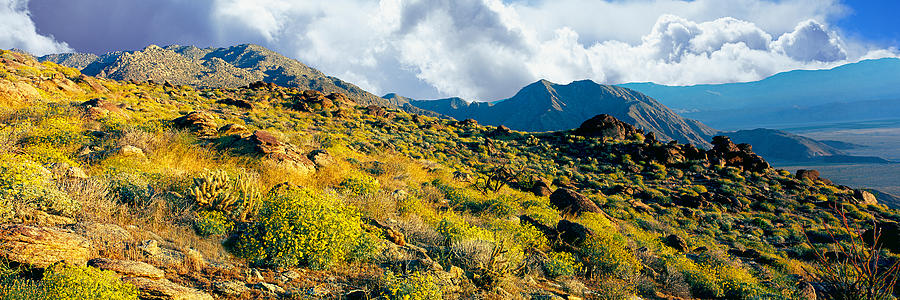 Wildflowers On Rocks, Anza Borrego #1 Photograph by Panoramic Images