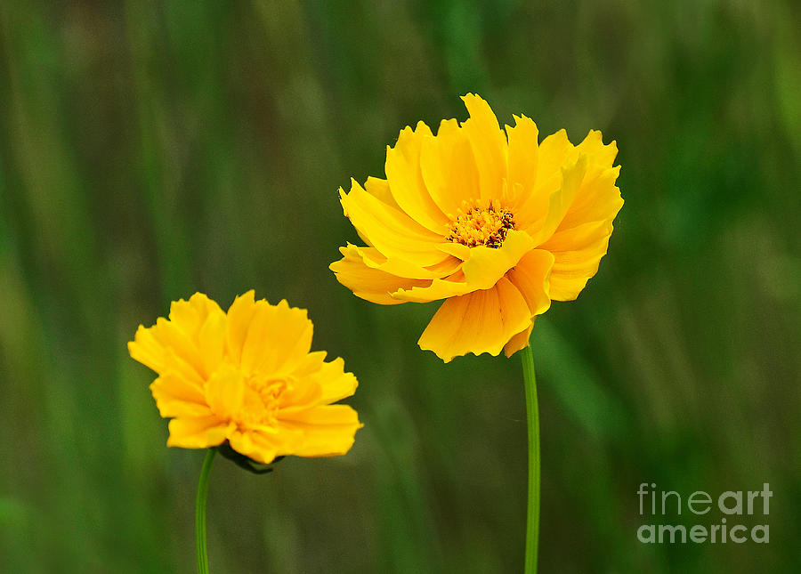 Flower Photograph - Wildflowers #1 by Rodney Campbell