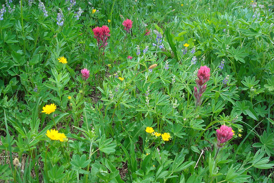 Wildflowers #1 Photograph by Susan Woodward