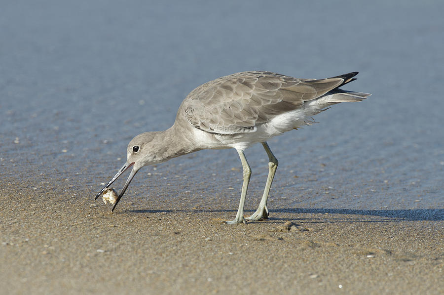 Willet With Sand Crab #1 Photograph by Anthony Mercieca