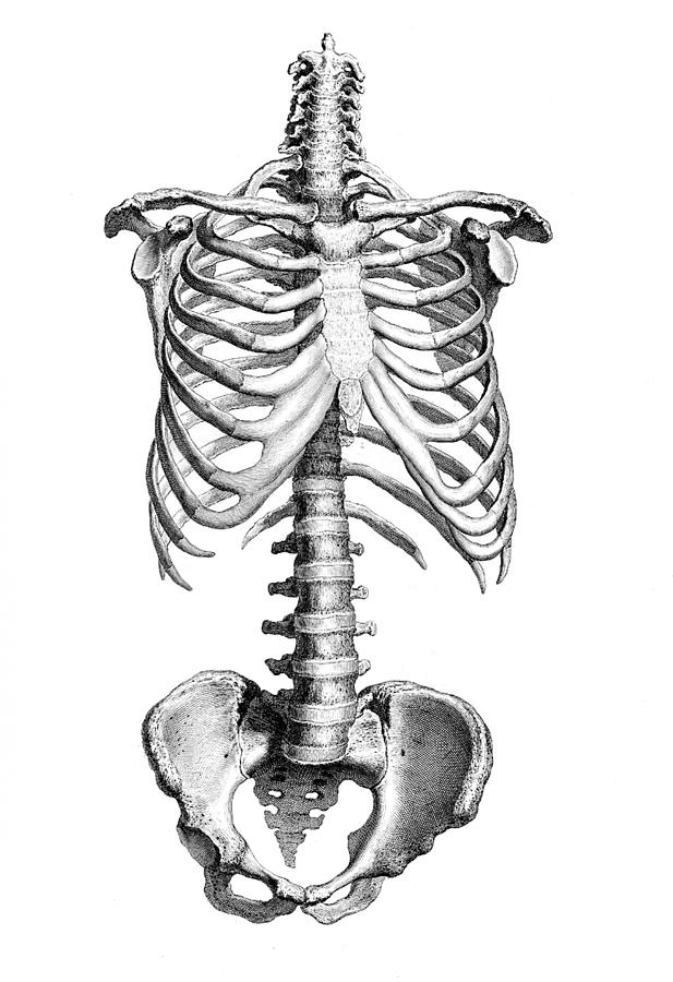William Cheselden, Osteographia, 1733 #1 Photograph by Science Source