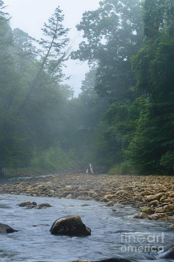 Nature Photograph - Williams River Summer Mist #2 by Thomas R Fletcher