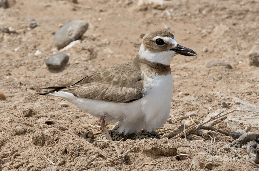 Wilsons Plover At Nest #1 Photograph by Anthony Mercieca