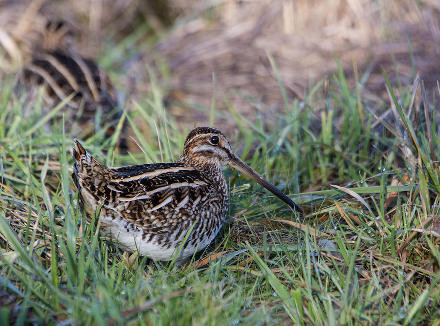 Wilsons Snipe #1 Photograph by Angie Vogel