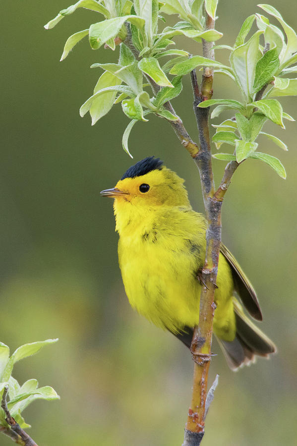 Wilson's Warbler Photograph by Ken Archer - Fine Art America