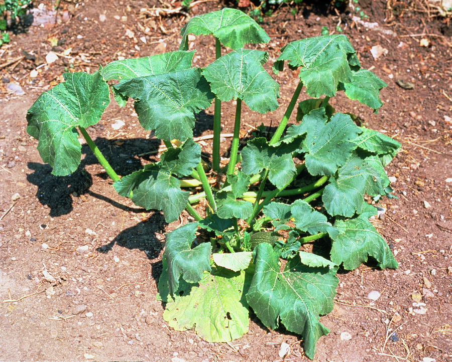 Wilting Leaves Due To Water Stress Photograph by Dr Jeremy Burgess ...