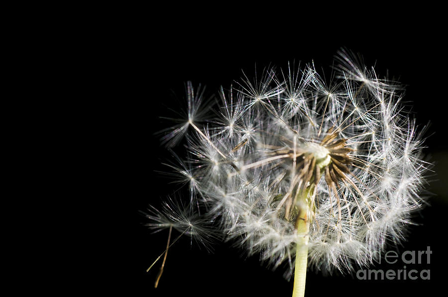 Wind Blowing Dandelion Seedhead #1 Photograph by William H. Mullins