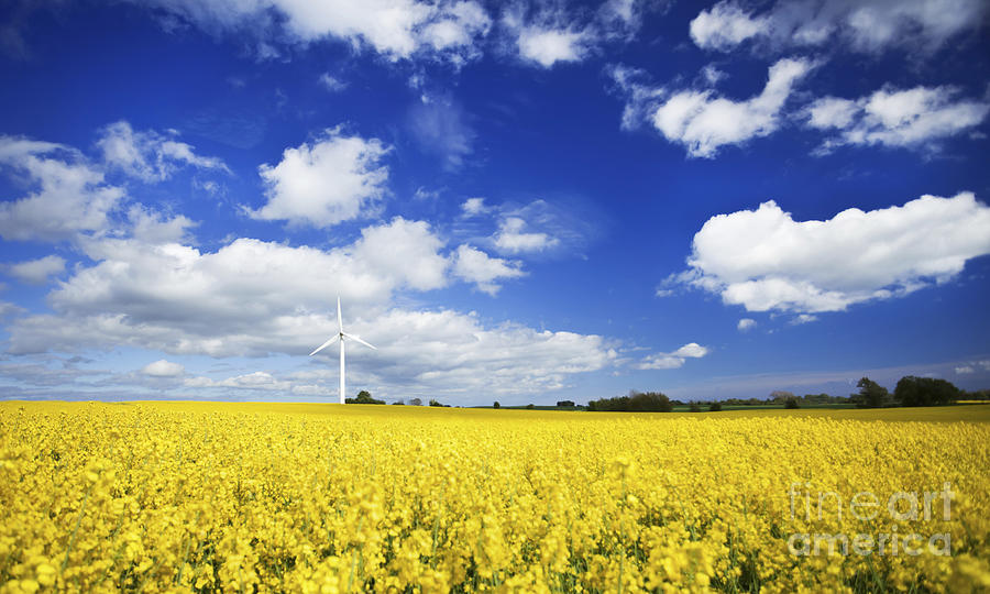 Nature Photograph - Wind Turbine In A Canola Field #1 by Evgeny Kuklev