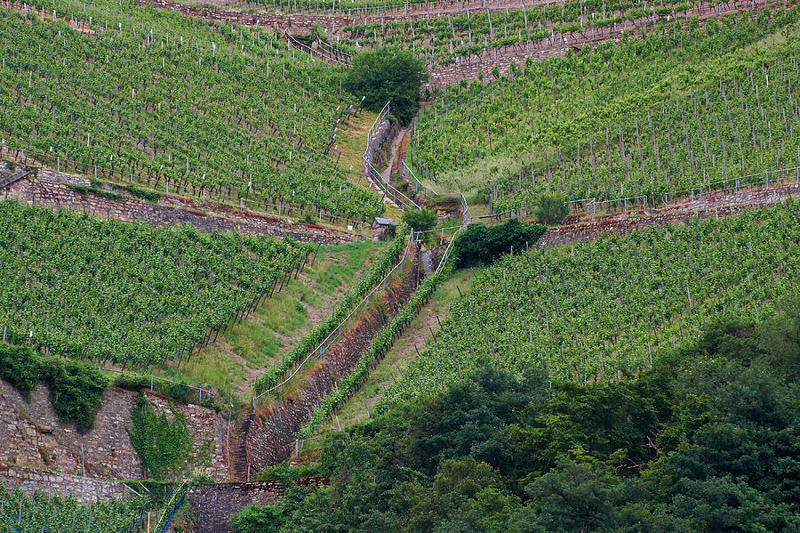 Wine of Rhine #1 Photograph by Jouko Lehto