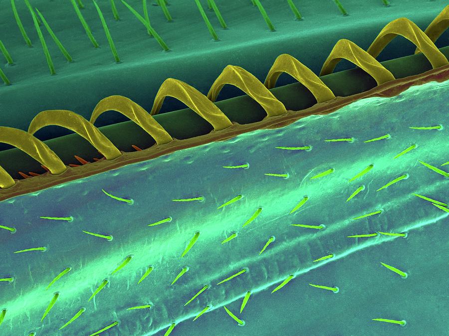 Wing Hooks #1 Photograph by Dennis Kunkel Microscopy/science Photo Library