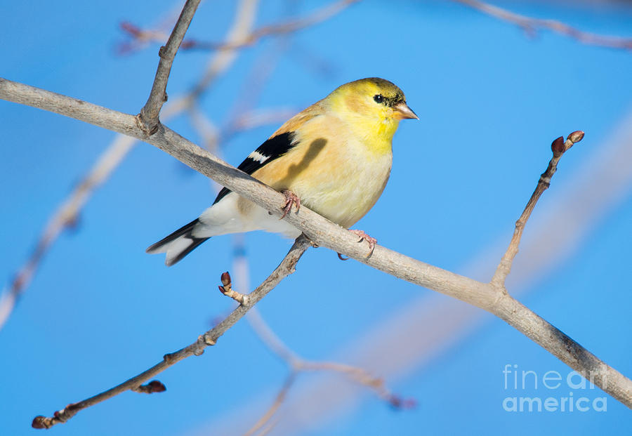 Winter American Goldfinch #1 Photograph by Cheryl Baxter