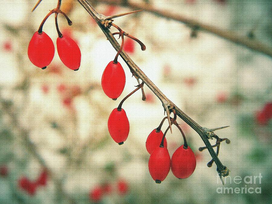 Winter Berries Photograph by Sharon Woerner