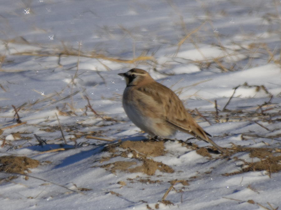 Winter Bird Photograph