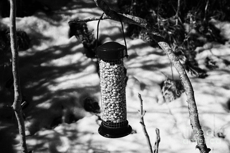 Winter Photograph - Winter Bird Peanut Food In A Plastic Feeder In A Garden In The Uk #1 by Joe Fox