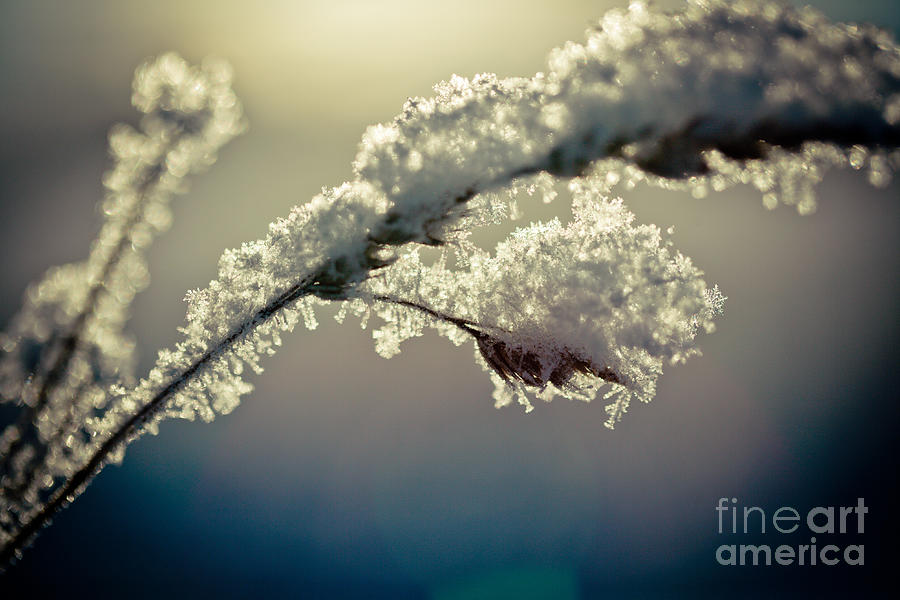 Winter branch covered with snow at dawn #1 Photograph by Raimond Klavins