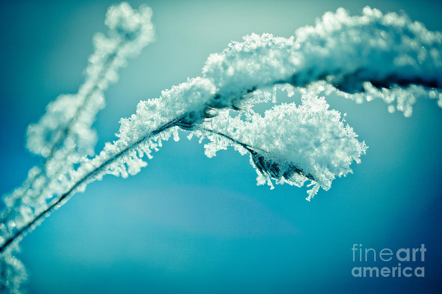 Winter branch covered with snow  #1 Photograph by Raimond Klavins