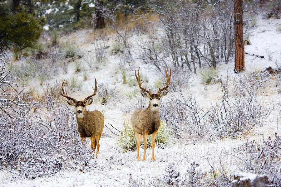 Winter Bucks #1 Photograph by Steven Krull