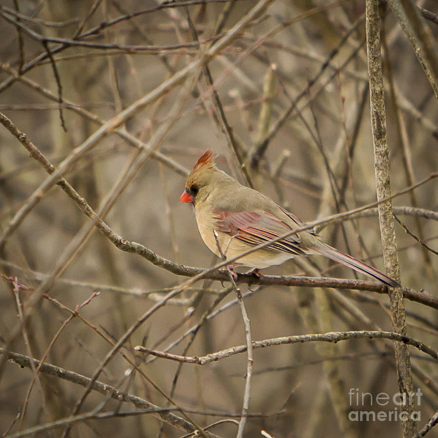 Winter Cardinal Photograph by Brad Marzolf Photography