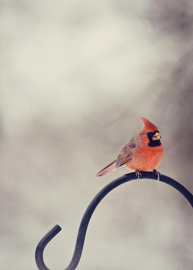 Winter Cardinal #1 Photograph by Heather Applegate