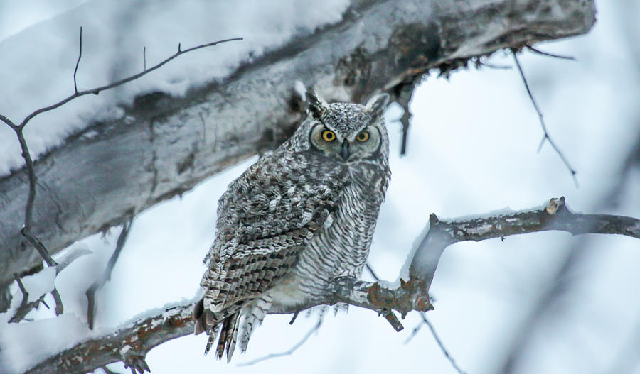 Owl Photograph - Winter Coat #1 by Kevin Dietrich