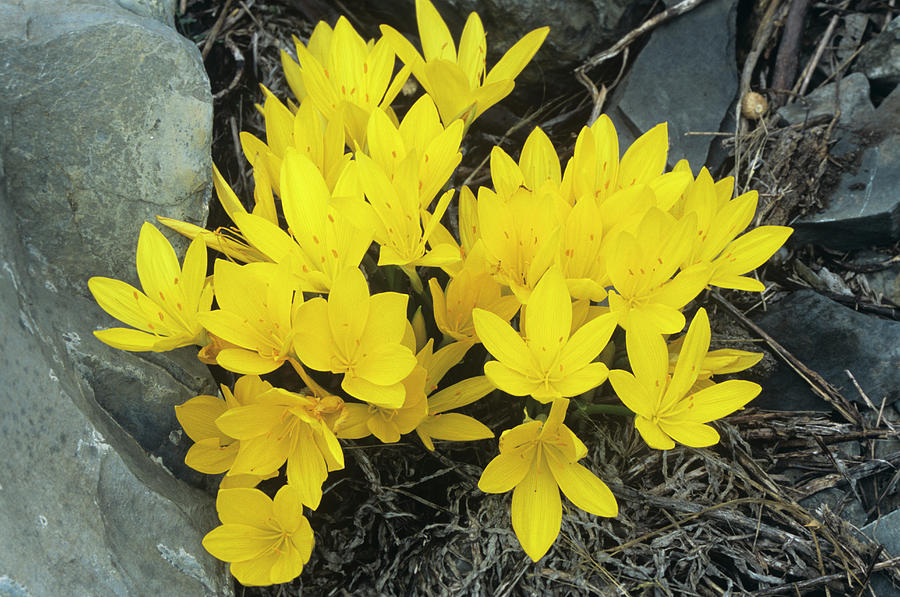 Winter Daffodils (sternbergia Lutea) #1 Photograph by Bob Gibbons/science Photo Library