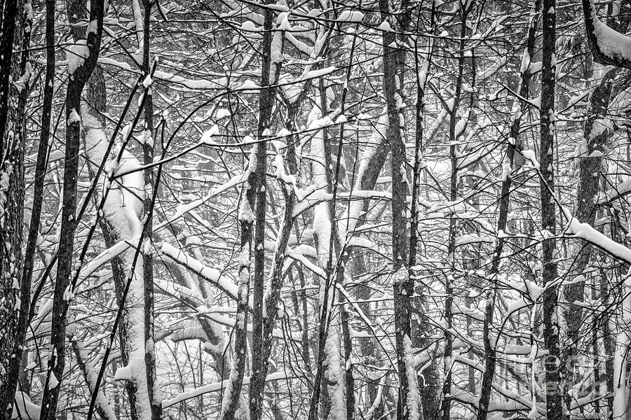 Winter forest abstract #2 Photograph by Elena Elisseeva