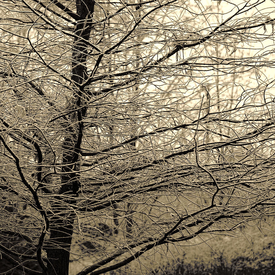 Winter Forest #1 Photograph by Bonnie Bruno