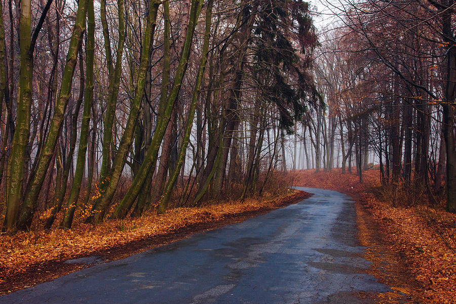 Winter Forest Photograph by Pati Photography - Fine Art America