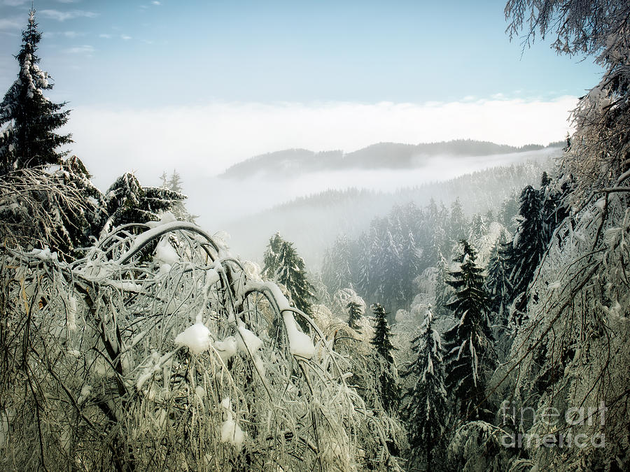 Nature Photograph - Winter forest #1 by Sinisa Botas