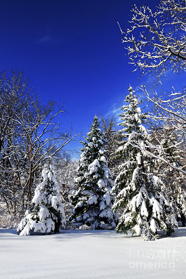 Winter Photograph - Winter forest under snow 1 by Elena Elisseeva