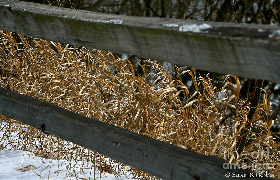 Winter Grass #1 Photograph by Susan Herber