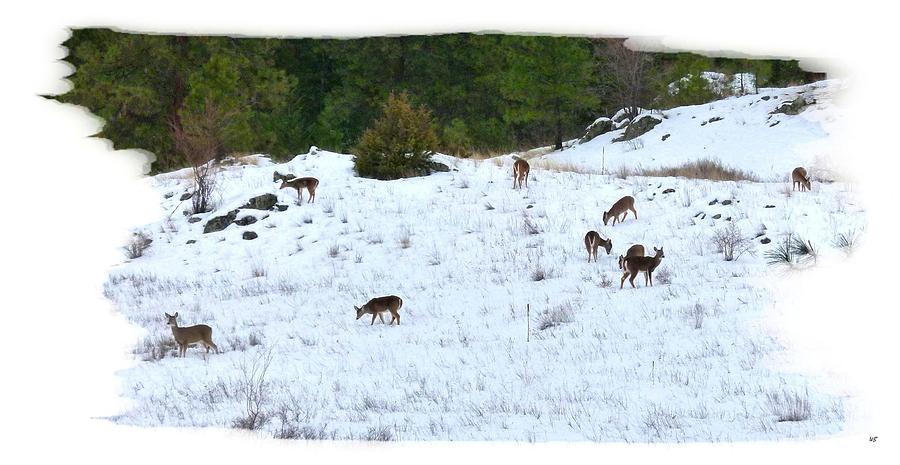 Winter Grazing #1 Photograph by Will Borden