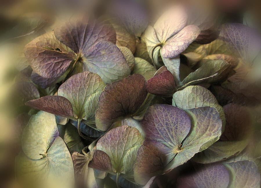 Flower Photograph - Winter Hydrangea #2 by Jessica Jenney