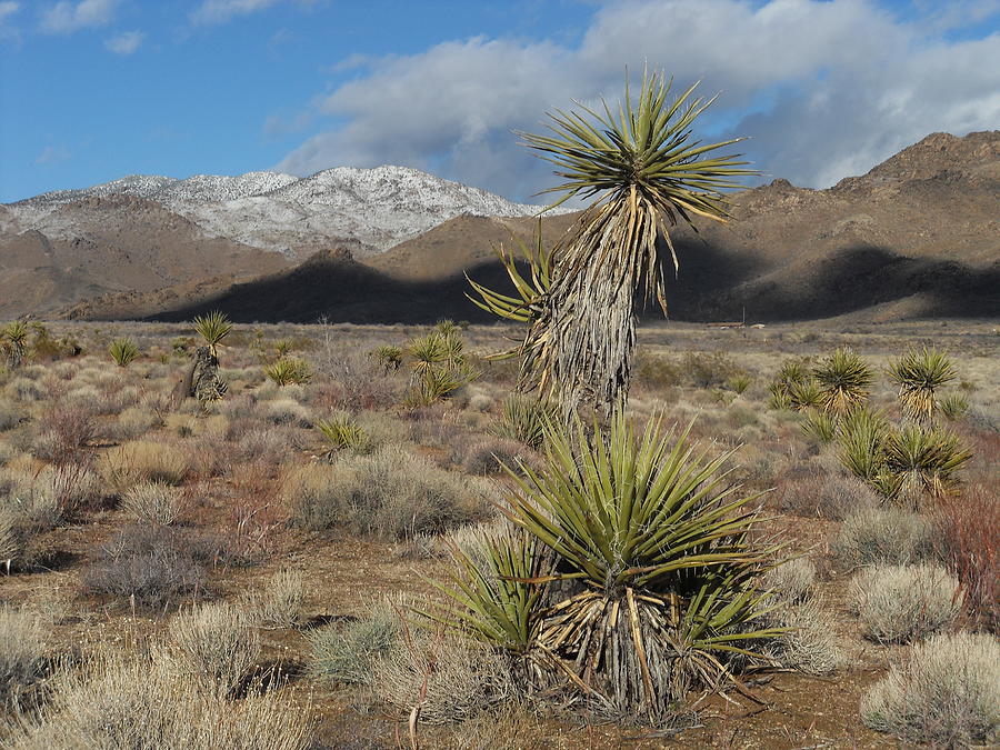 Winter In The Mohave Photograph by James Welch - Pixels