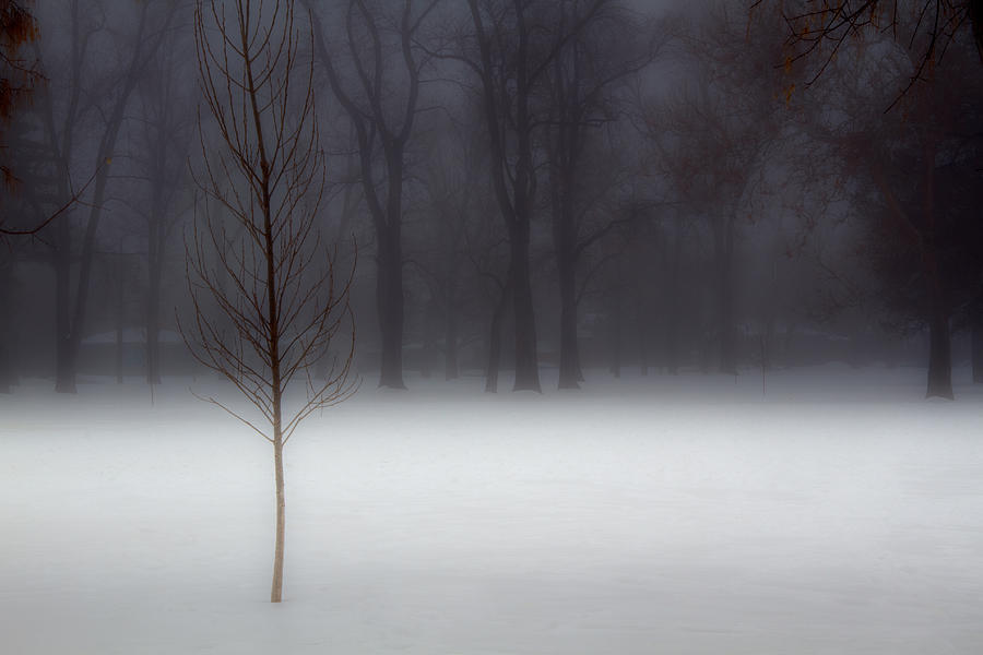 Winter in the Park #1 Photograph by Douglas Pulsipher