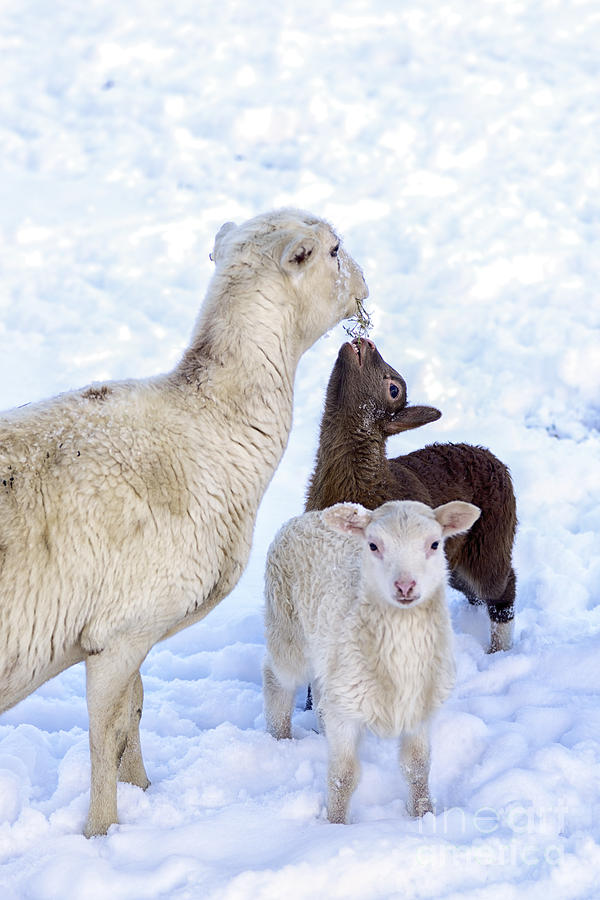 Winter Lambs and Ewe #1 Photograph by Thomas R Fletcher