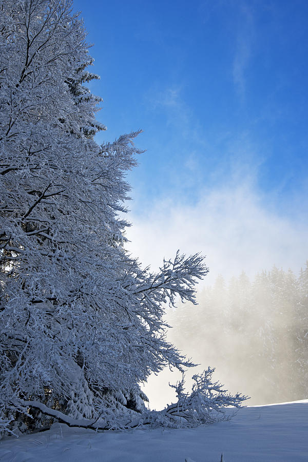 Winter Landscape #1 Photograph by Chevy Fleet