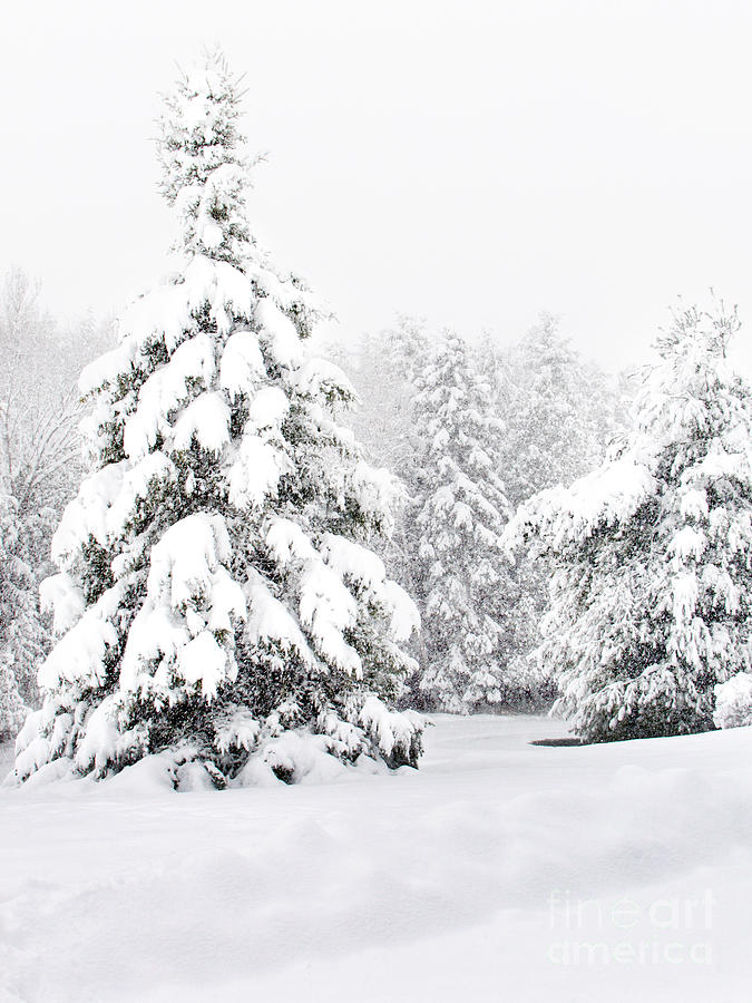 Winter Landscape Photograph by Gwen Gibson